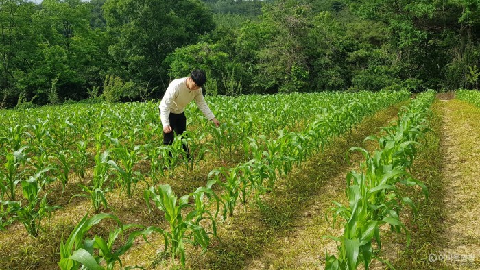 사본 -영광군, 열대거세미나방 예찰 강화.jpg
