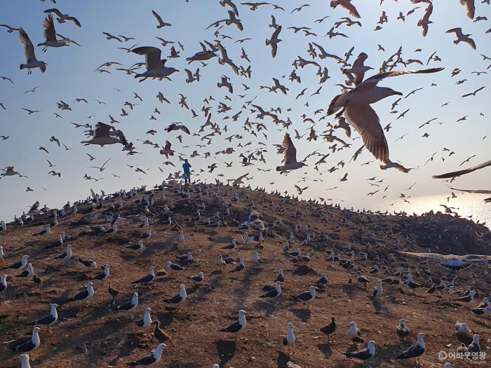 홍석봉 영광부군수, 야생조류의 천국 육산도 방문 1.jpg