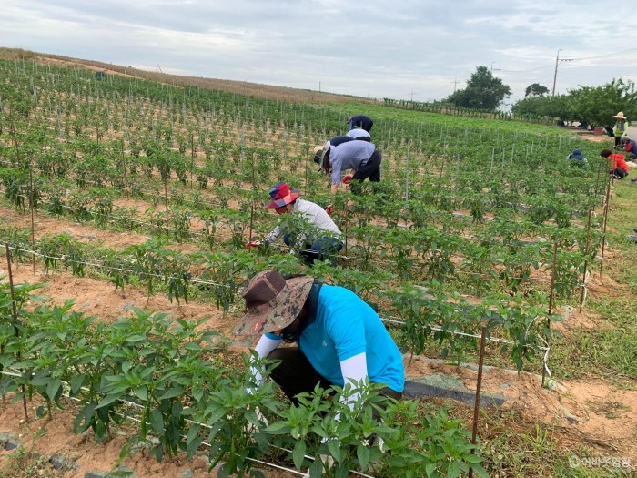 법성면, 굴비골농협과 함께 고추농가 일손 돕기 나서 2.jpg