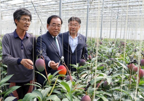 망고야 농장.JPG