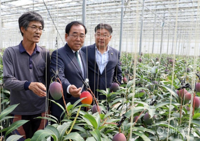 망고야 농장.JPG