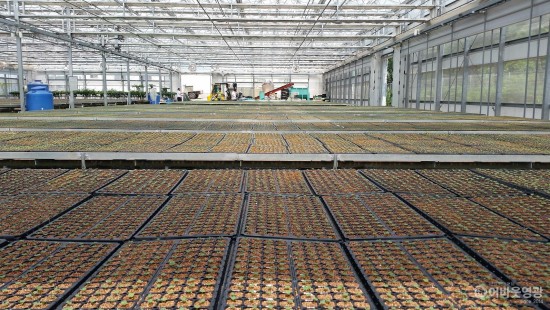 3.영광군, 가을배추 육묘 신청접수.jpg