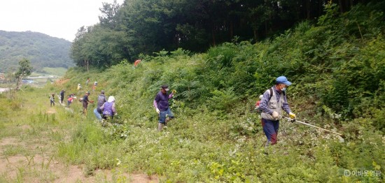 2-3.사진(소금활용 칡 제거.jpg