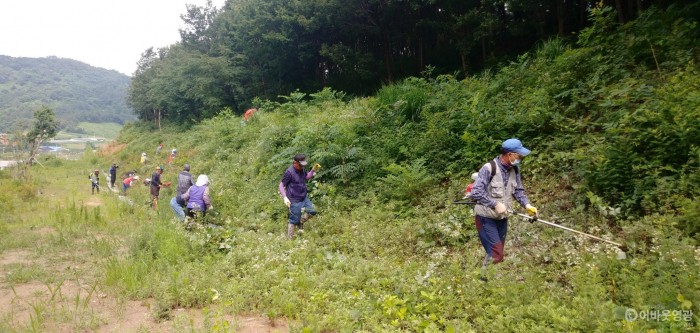 2-3.사진(소금활용 칡 제거.jpg