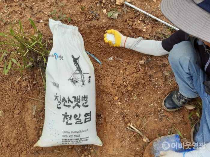 2-2.사진(소금활용 칡 제거).jpg