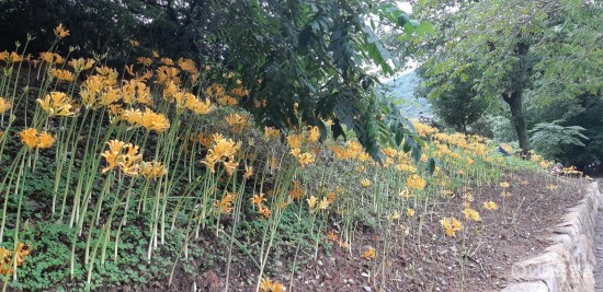 9-3.진노랑 상사화.jpg