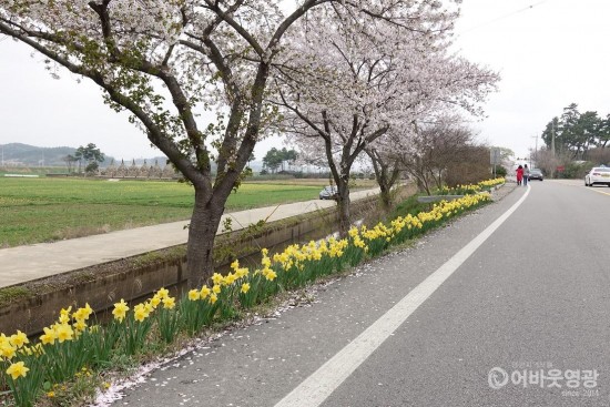 0-1.코로나19 속에 노란 꽃으로 물든 군남면-9.jpg