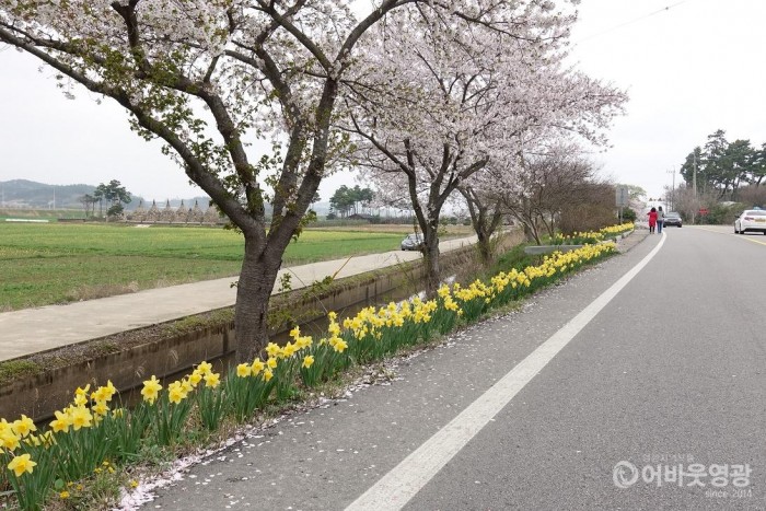 0-1.코로나19 속에 노란 꽃으로 물든 군남면-9.jpg