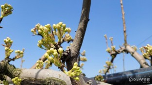 8-1.개화 전(배).jpg