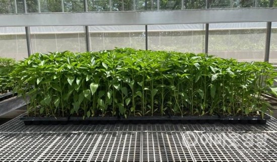 2-1영광군,고추육묘 배부합니다.jpg