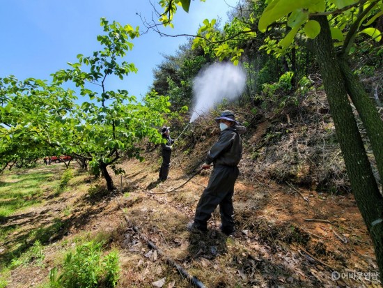 2-1.돌발해충 산림청 공동방제3.jpg