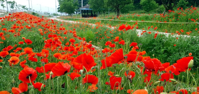 6.보도의뢰(대마면 송촌공원 꽃양귀비에 불게 물들다).jpg
