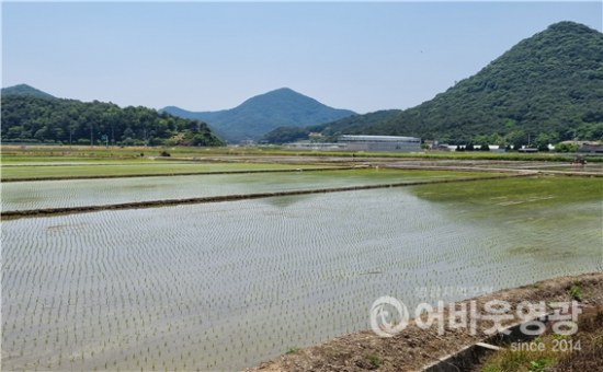 4.보도자료(불갑면 녹산단지모내기 들판으로 새단장 ).png