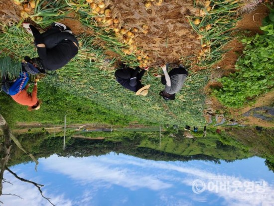 4.보도자료(문화관광과, 양파 재배농가 일손돕기 나서).jpg