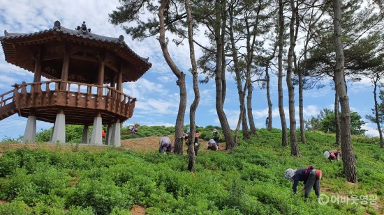 3.보도자료(군서면, 100리 꽃길 잡풀 제거에 안간힘).jpeg