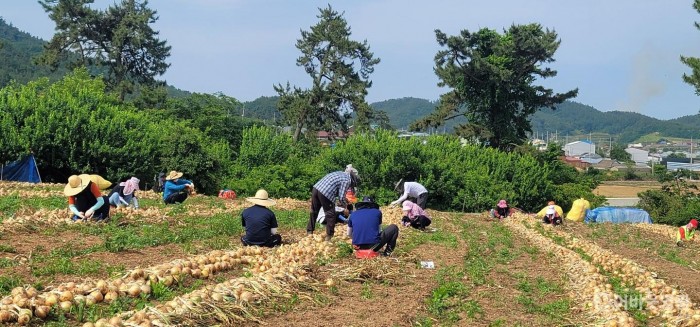 4.보도자료(영농철 농촌일손돕기 추진).jpg