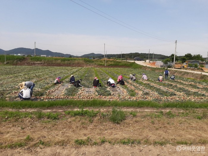 1.보도자료(영광읍, 농번기 맞아 일손 돕기 추진).jpg