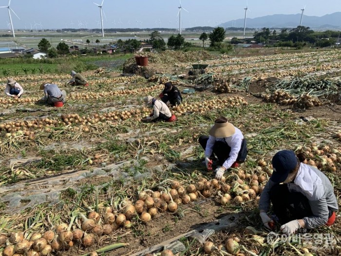1-1.보도자료(인구일자리정책실, 영농철 농촌일손돕기에 구슬땀).jpg