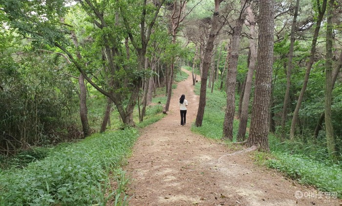 4.보도자료(군서면, 북종산 구절초 꽃길 사업 완료).jpg