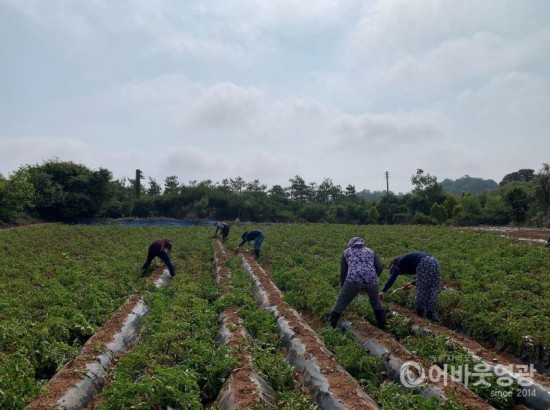 6.보도의뢰(법성면, 감자 재배농가 일손돕기 추진).JPG