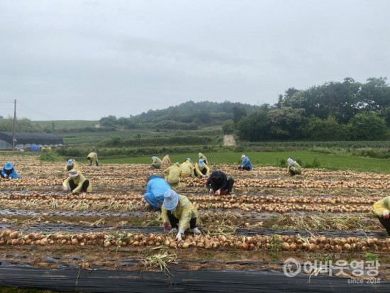 1.보도자료(노인가정과, 농촌봉사활동 실시).jpg