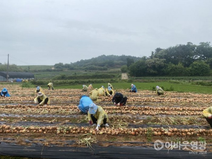 1.보도자료(노인가정과, 농촌봉사활동 실시).jpg