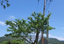 10.보도자료(불갑면, 주요 도로변 풀베기등 환경정비 활동 실시).JPG