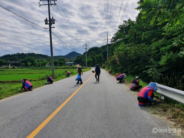 6.(보도자료_20210622) 주요 도로변 코스모스 식재.jpg