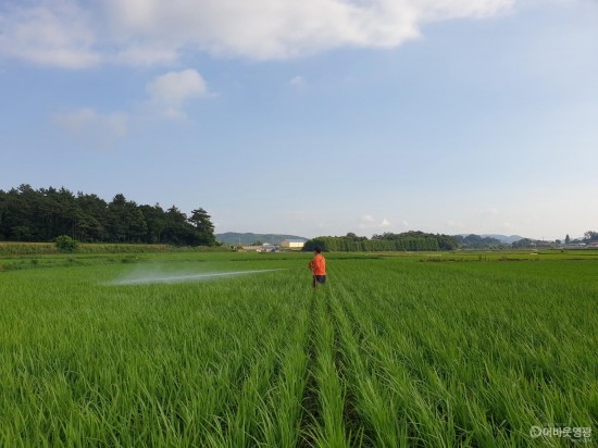 4.보도자료(영광군, 비온 뒤 농작물 병해충 방제 당부!).jpg