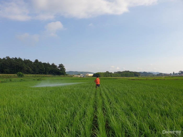 4.보도자료(영광군, 비온 뒤 농작물 병해충 방제 당부!).jpg