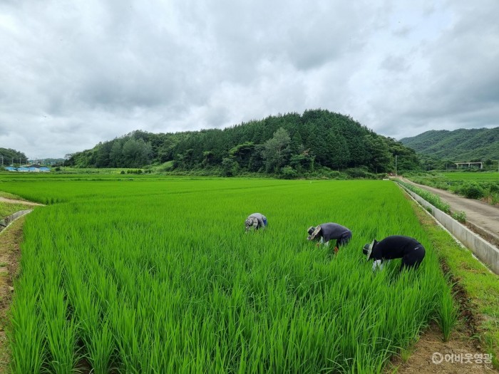 3.농업기술센터 직원이 불갑면 우곡리 일대 논에서 병해충 발생 조사를 실시하고 있다.jpg
