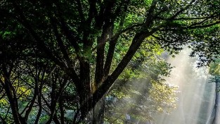 3.9월에 개최 예정이었던 불갑산상사화축제가 사회적거리두기 연장에 따라 불가피하게 취소되었다. 사진은 영광군 대표 꽃 상사화 단지 모습.jpg