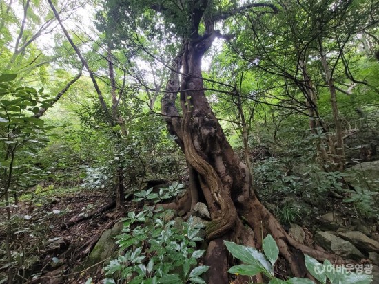 3.불갑산 전일암에 위치한 노거수.jpg