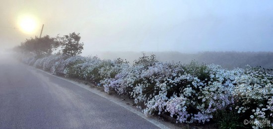6. 청정전남으뜸마을에 선정된 대마면은 홍교1, 2리 마을안길 구절초로 만개하여 주문들의 웃음이 끊이질 않는다. 구절초 전경 사진2.jpg