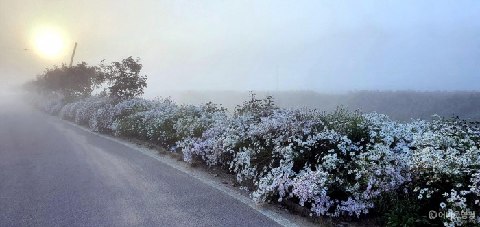 6. 청정전남으뜸마을에 선정된 대마면은 홍교1, 2리 마을안길 구절초로 만개하여 주문들의 웃음이 끊이질 않는다. 구절초 전경 사진2.jpg