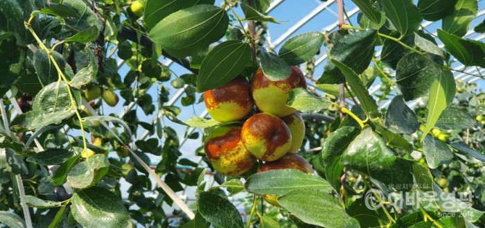 1.영광군은 오는 10월9일부터 11일까지 3일간 불갑산과 백수해안도로 노을전시관 입구에서 사과대추 직거래 장터를 설치한다고 밝혔다..jpg