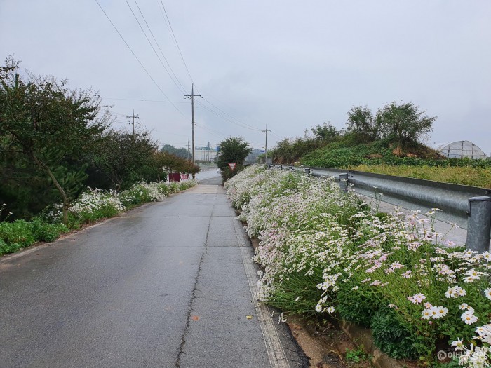 5.법성면 지장리는 청정전남 으뜸마을 만들기 사업으로 구절초 등을 식재하여 꽃밭 만들기에 최선을 다하고 있다..jpg