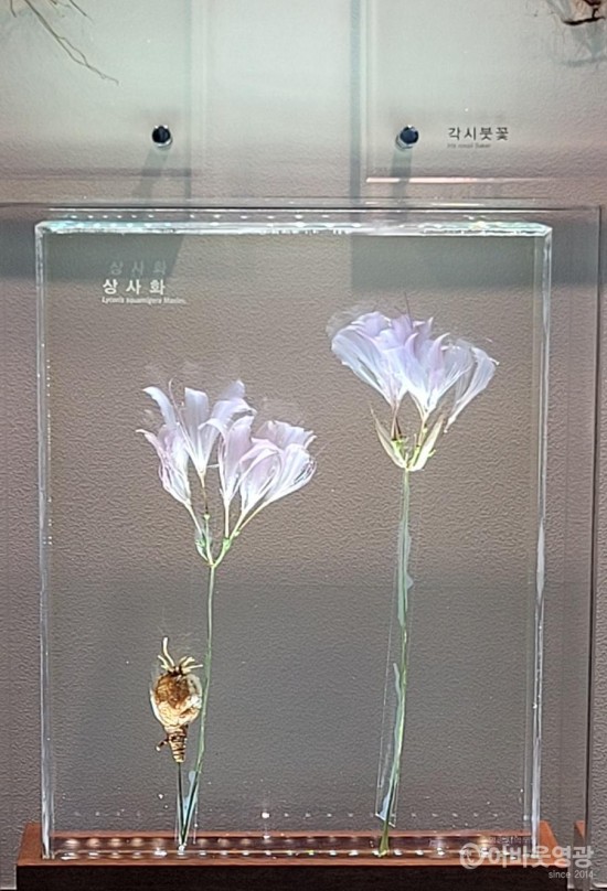 4.영광산림박물관에 설치된 압화 꽃예술2 .jpg