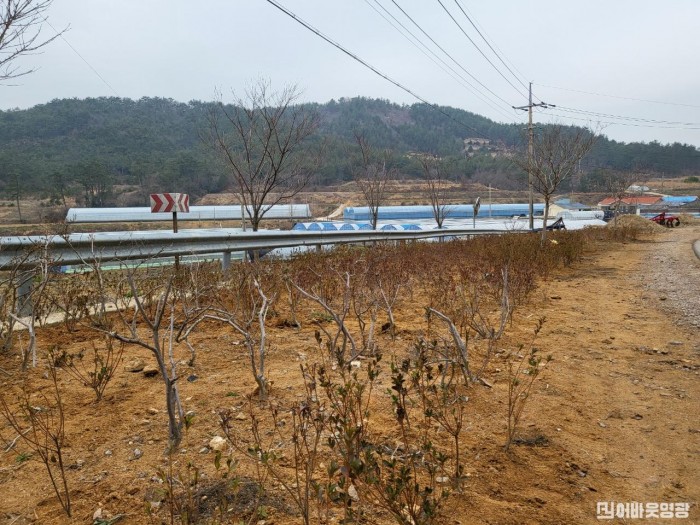 1.쓰레기로 골치앓던 마을진입로에 양심화단을 설치한 모습, 철쭉 1,100본을 식재했다.jpg