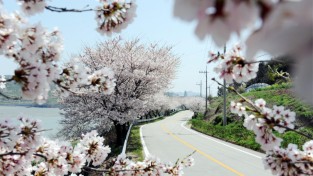 1-1. 백수해안도로 벚꽃길.jpg