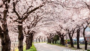 4. 불갑사 벚꽃.jpg