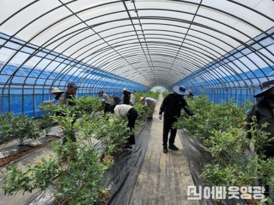 2.군서면, 인구일자리정책실 농촌일손돕기 실시.jpeg