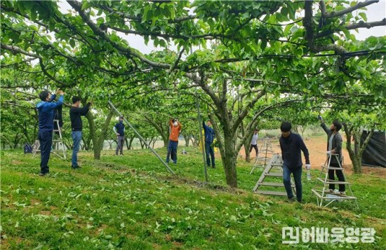 2.영광군청 건설과, 영농철 농촌일손돕기 실시.jpg