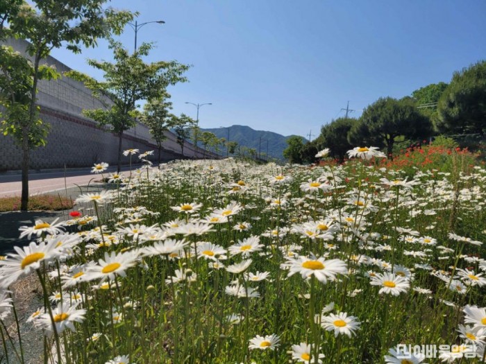 4.대마면 으뜸마을 송죽2리 데이지 풍년.jpg