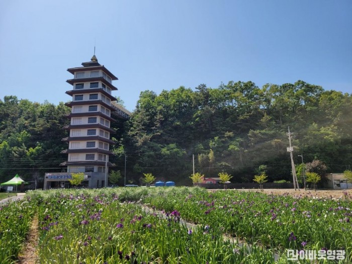 2-1. 영광군, 경관조성용 창포 식재(법성포 단오제 행사장 경관 조성).jpg