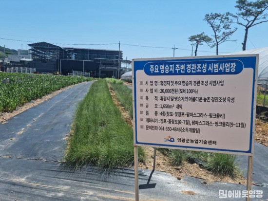 2-2. 영광군, 경관조성용 창포 식재(시범재배).jpg