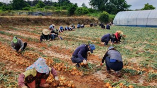5.대마면사무소, 총무과 직원, 농촌 일손돕기 현장.jpg