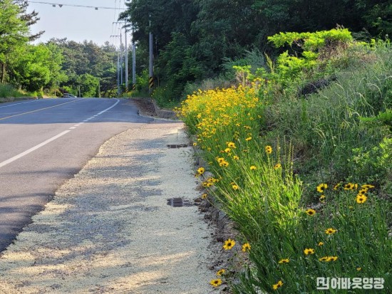 6.발막마을_법성고 구간, 금계국 꽃길 사진2.jpg