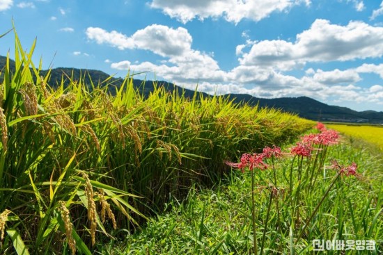 3.상사화 영광 쌀 특화단지 모습.jpg