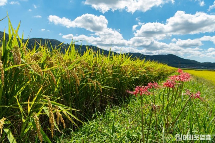 3.상사화 영광 쌀 특화단지 모습.jpg